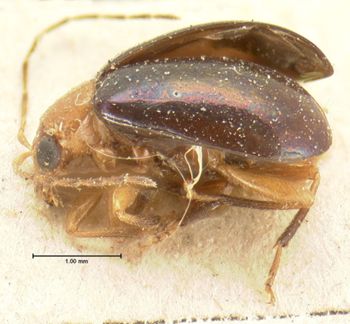 Media type: image; Entomology 18452   Aspect: habitus lateral view